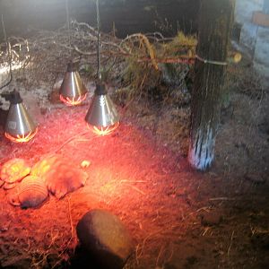 Munkholm Zoo - Stable building - Armadillo/tortoise exhibit