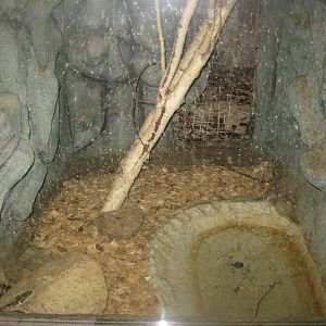 Munkholm Zoo - Stable building - Mixed snake exhibit #1