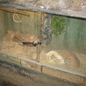 Munkholm Zoo - Stable building - Gecko exhibit