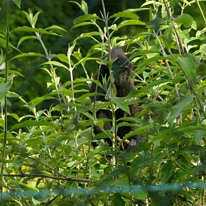 Sulawesi  crested macaque, July 2021