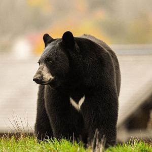 American black bear