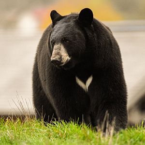 American black bear