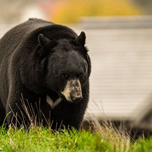 American black bear