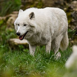Arctic wolf