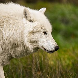 Arctic wolf