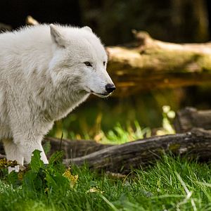 Arctic wolf