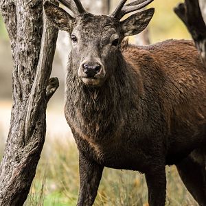 Central European red deer