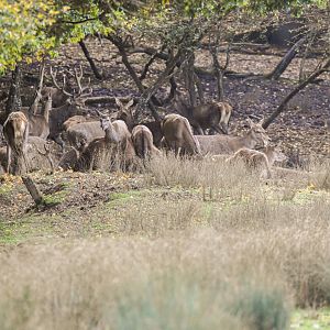 Central European red deer