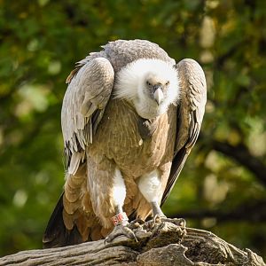 Western eurasian griffon vulture