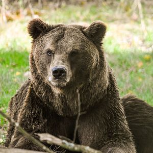 European brown bear