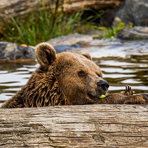 European brown bear