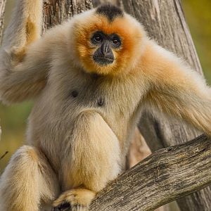 Southern Yellow-cheeked crested gibbon