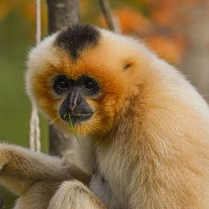 Southern Yellow-cheeked crested gibbon