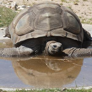 Seychelles giant tortoise