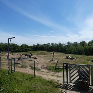 Asian elephant outdoor paddock