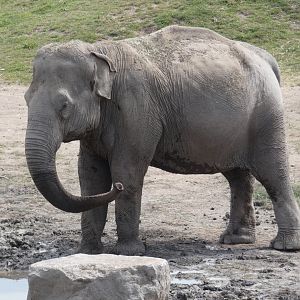 Oldest Asian elephant cow