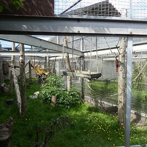 L'Hoest's monkey outdoor enclosure