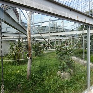 Pileated gibbon outdoor enclosure