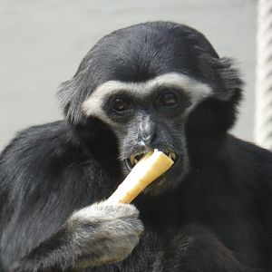Pileated gibbon
