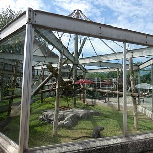 De Brazza's monkey outdoor enclosure