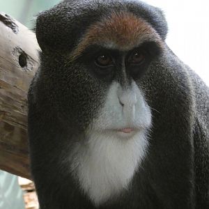 De Brazza's monkey