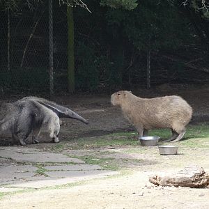 Giant anteater and capybara