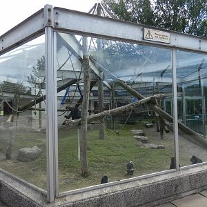 King colobus outdoor enclosure