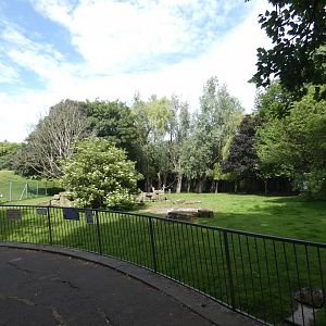 Western grey kangaroo paddock