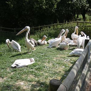 Pelican group