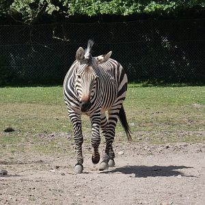 Hartmann's mountain zebra