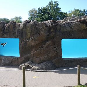 Magellanic penguin enclosure