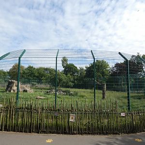 Lion enclosure