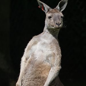 Western grey kangaroo