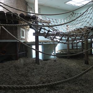 Gorilla indoor enclosure