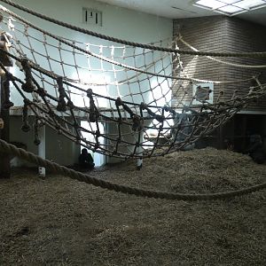 Gorilla indoor enclosure (2)
