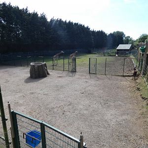 Giraffe paddock