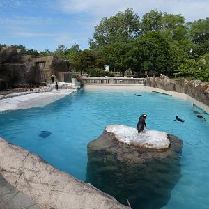 Magellanic penguin enclosure