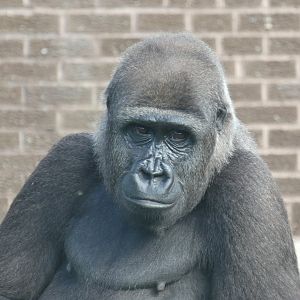 Western lowland gorilla female