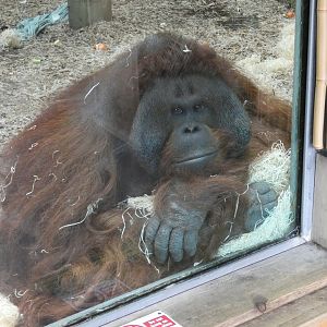 Male Bornean orang-utan