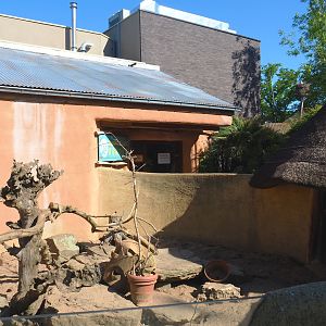 Banded mongoose exhibit, 2021-06-01