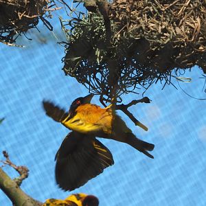 Village weaver (Ploceus cucullatus), 2021-06-01