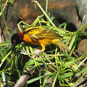 Village weaver (Ploceus cucullatus), 2021-06-01