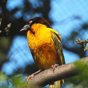 Village weaver (Ploceus cucullatus), 2021-06-01