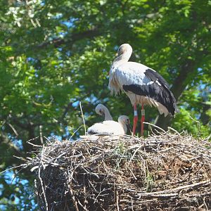 European white stork (Ciconia ciconia), Adult and chicks on nest, 2021-06-01