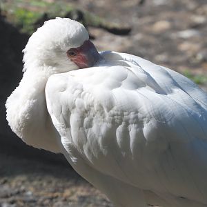 African spoonbill (Platalea alba), 2021-06-01