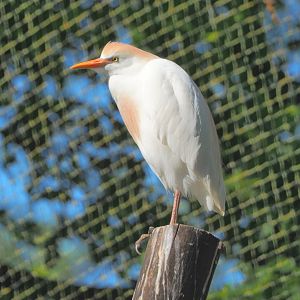 Western cattle egret (Bubulcus ibis ibis), 2021-06-01