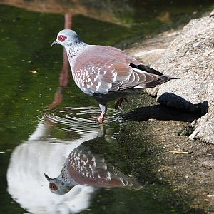 Speckled pigeon (Columba guinea), 2021-06-01