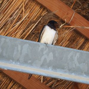 Wild Barn swallow (Hirundo rustica), 2021-06-01