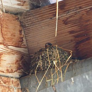 Wild Barn swallow (Hirundo rustica) nest, 2021-06-01