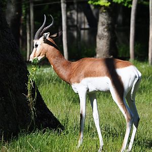 Mhorr gazelle (Nanger dama mhorr), 2021-06-01